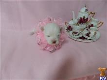 maltese puppy posted by Elegant Babies